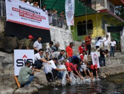 PT Semen Padang Restocking 3000 Ekor Ikan Bilih Hasil Pemijahan di Danau Singkarak