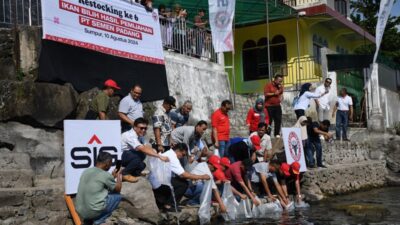 PT Semen Padang Restocking 3000 Ekor Ikan Bilih Hasil Pemijahan di Danau Singkarak