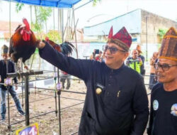 Ratusan Ayam Kukuak Balenggek Meriahkan HJK Padang ke-355