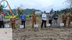 Tanam Jagung Pola Zig-Zag Bisa Tingkatkan Produktivitas