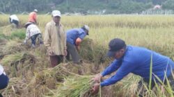 Poktan Subangko Panen Gabah 8,54 Ton/Hektar