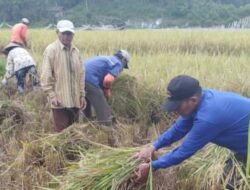 Poktan Subangko Panen Gabah 8,54 Ton/Hektar