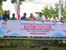 Pelestarian Ikan Langka: Upaya Bersama Semen Padang untuk Spesies Tor Douronensis