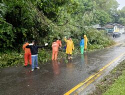 Hati-hati! Cuaca Ekstrim di Padang Berisiko Pohon Tumbang