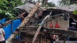 Angin Puting Beliung Hantam Lubuk Taruk Sijunjung