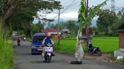 Gorong-gorong Jebol Ditanami Pohon Pisang