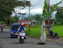 Gorong-gorong Jebol Ditanami Pohon Pisang